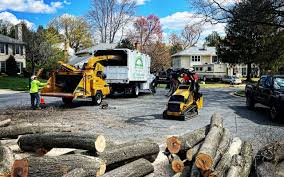 Tree and Shrub Care in Corcoran, MN